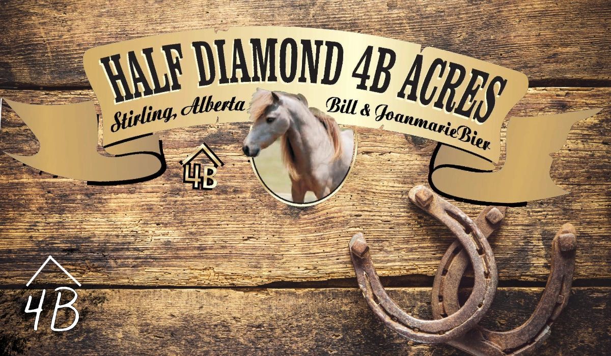 Small Horse Racing | Little Horses Canada